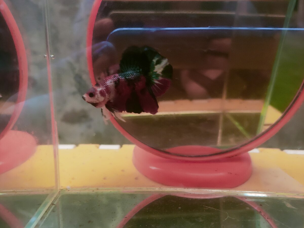 Betta metalic f1 thái vẩy to