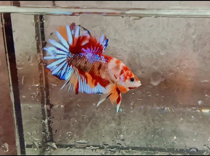 Koi nemo metallic