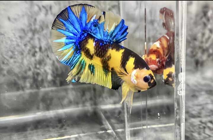 Koi Black Yellow