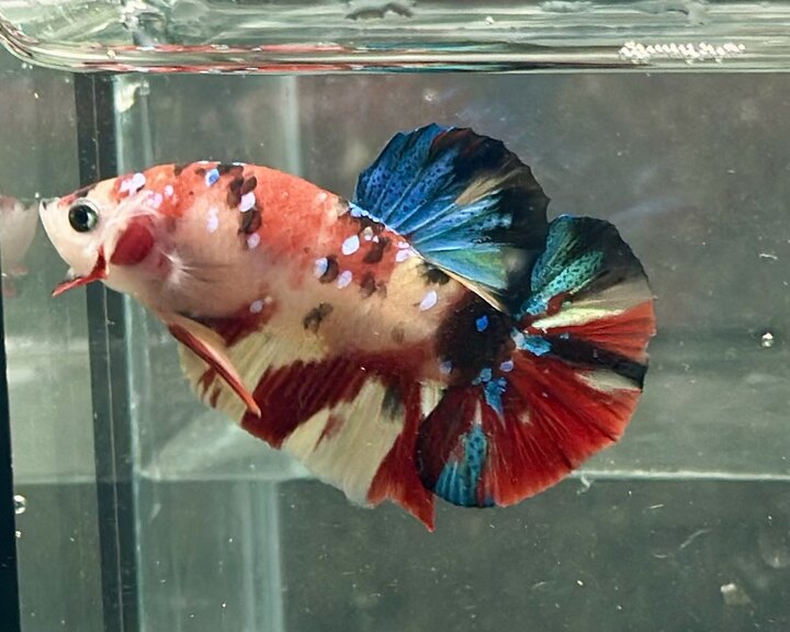 Koi nemo multicolor