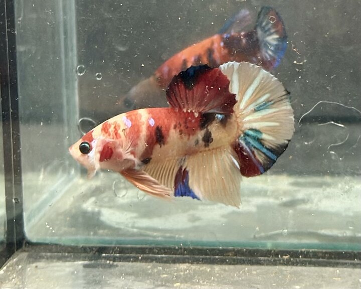 Koi nemo multicolor