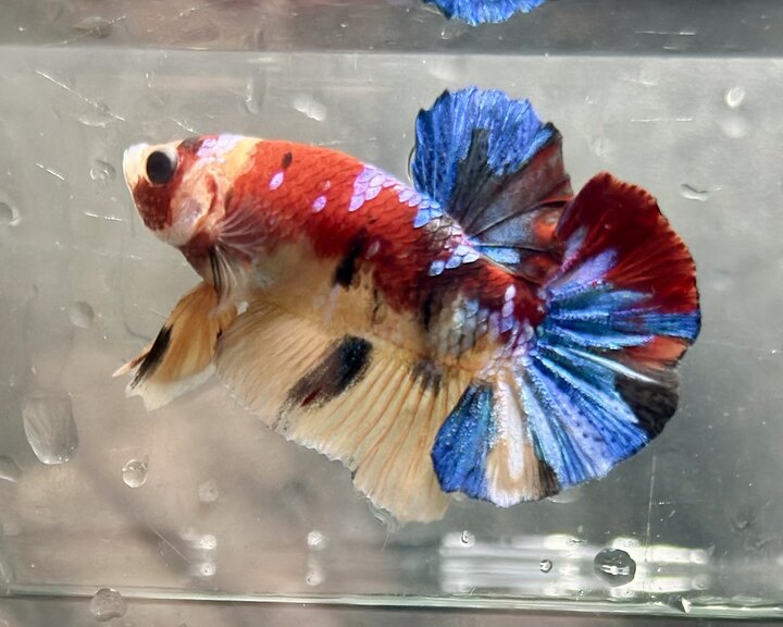 Koi nemo multicolor