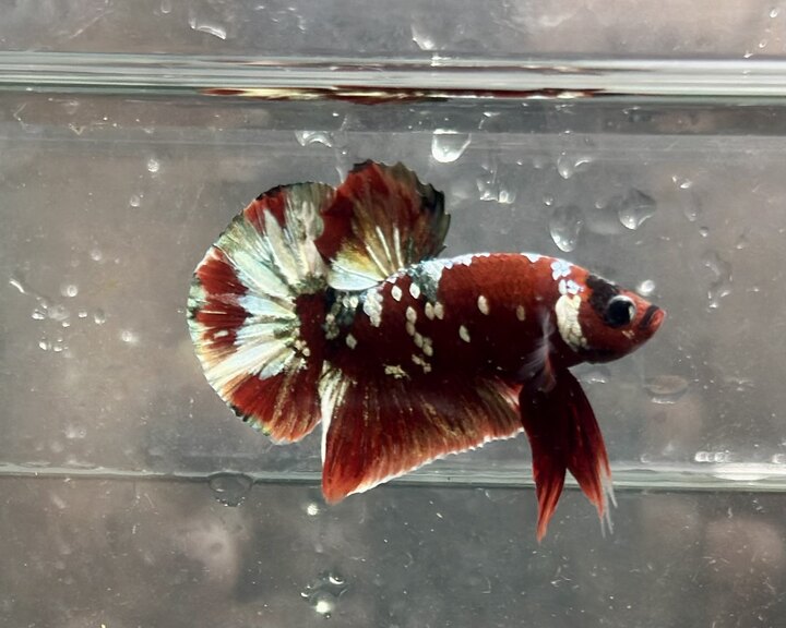 Koi red copper