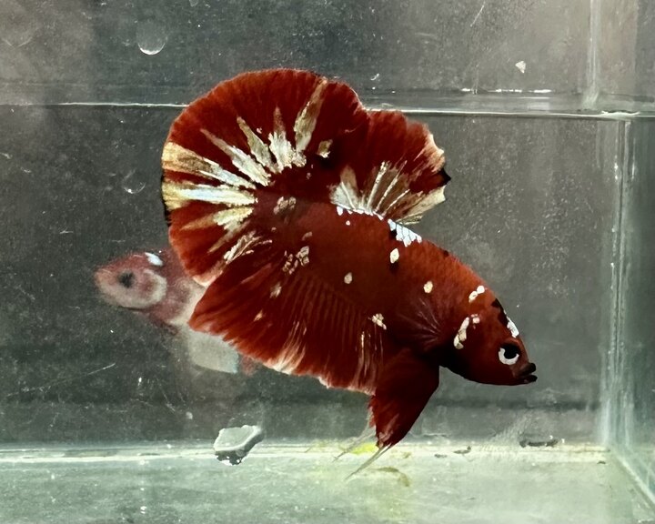 Koi red copper