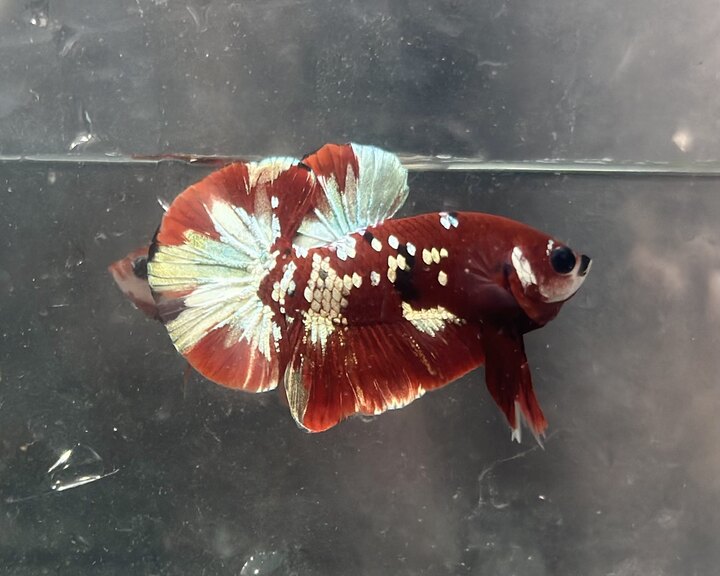 Koi red copper