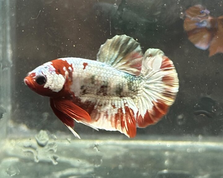 Koi red copper