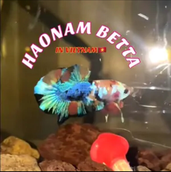 HAONAM BETTA