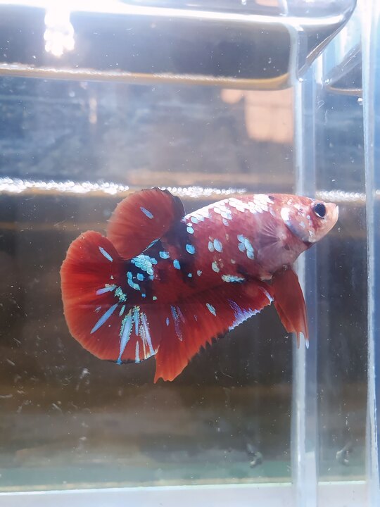 Koi Red Galaxy