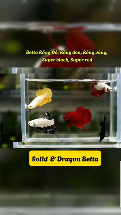 Combo 5 Betta Rồng & Super Black, Super Red