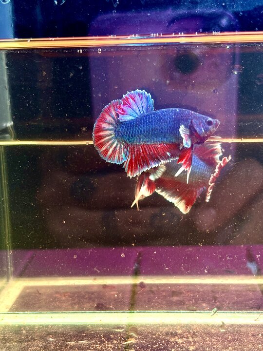 Betta đồng tháp