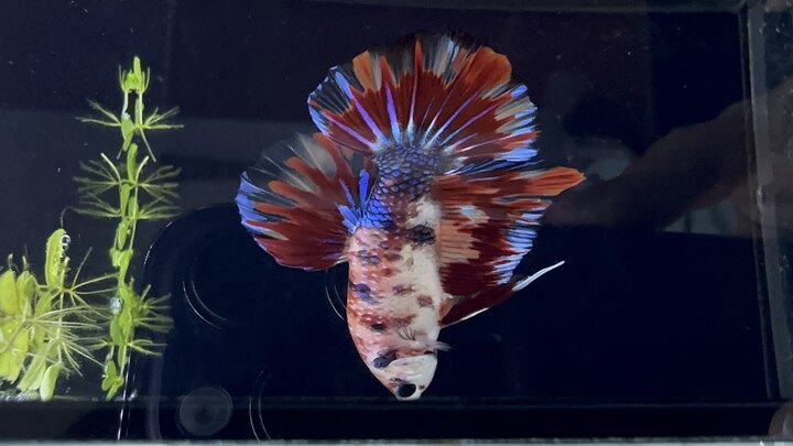 Betta metallic