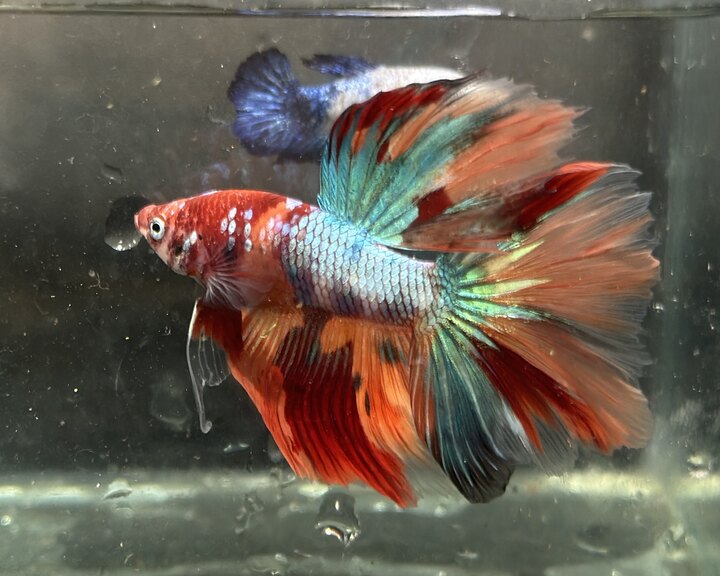 Nemo multicolor halfmoon