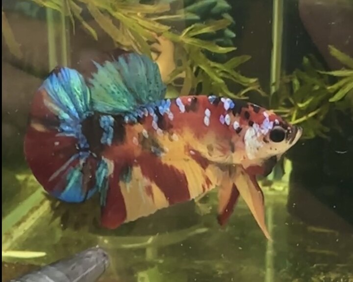 Nemo multicolor