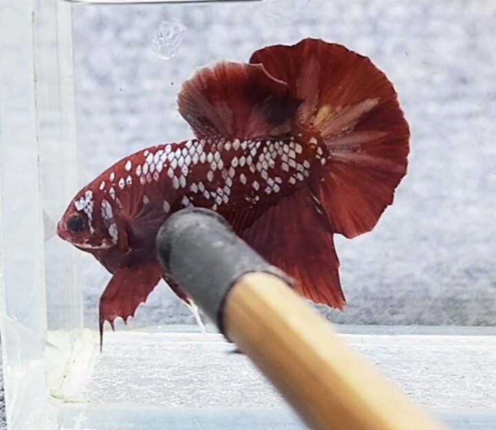 Koi red copper