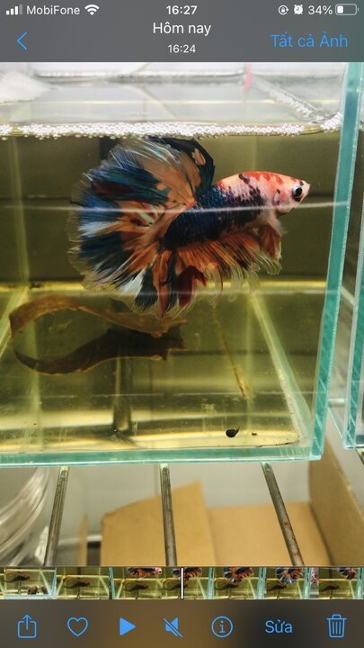 betta yelow galaxy hm