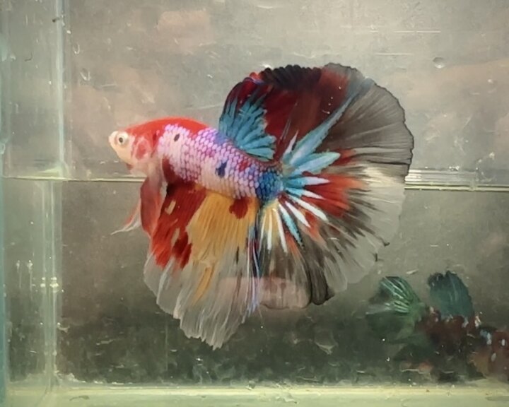 Nemo multicolor