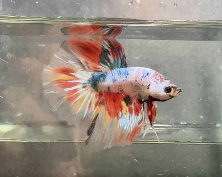 Halfmoon nemo multicolor