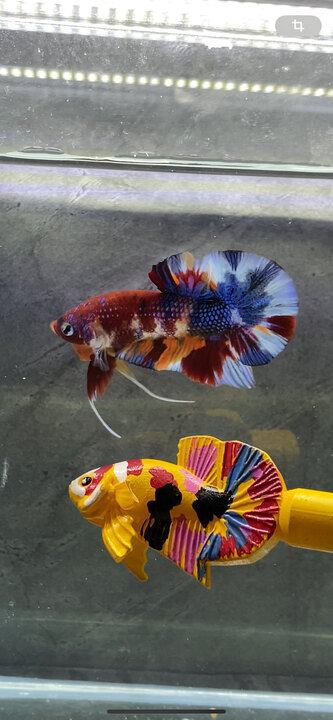 Nemo Multicolor Metalic