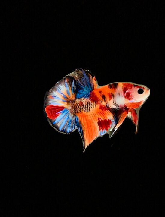 Betta Đà Nẵng