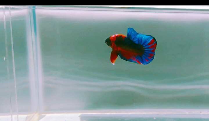 Trống FC hello boy