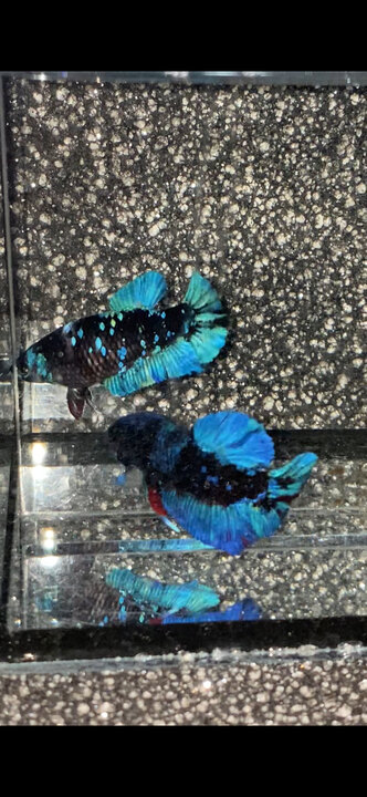 Một cặp black blue