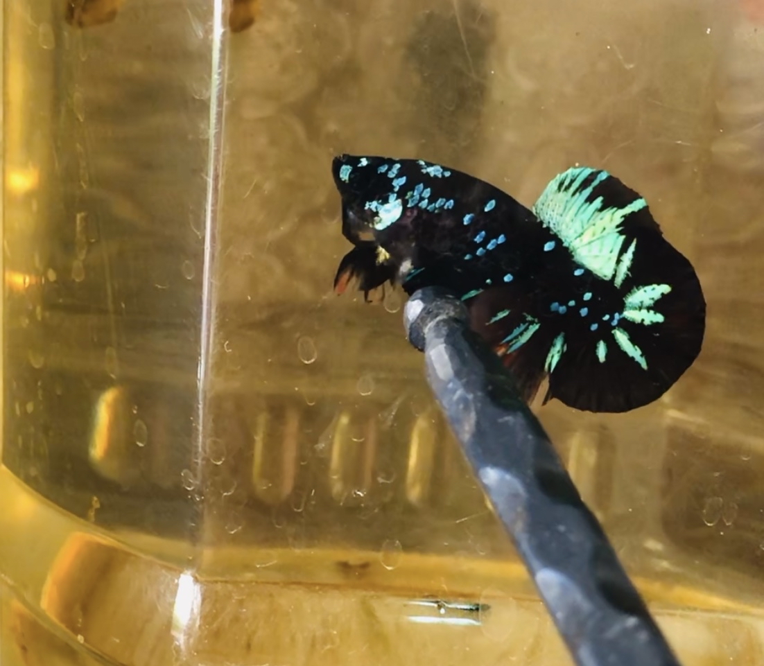 Black blue trong bây nemo