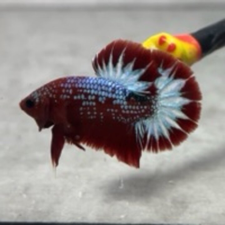 Red fancy white star