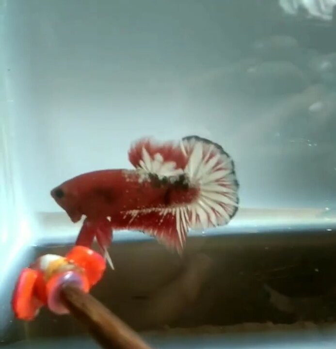 Red fccp đồng giá 50🌾