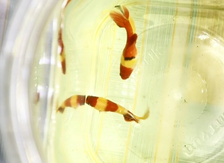 Koi Nemo Classic 《Hiếm 》