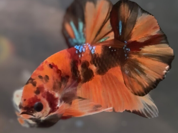 Classic nemo