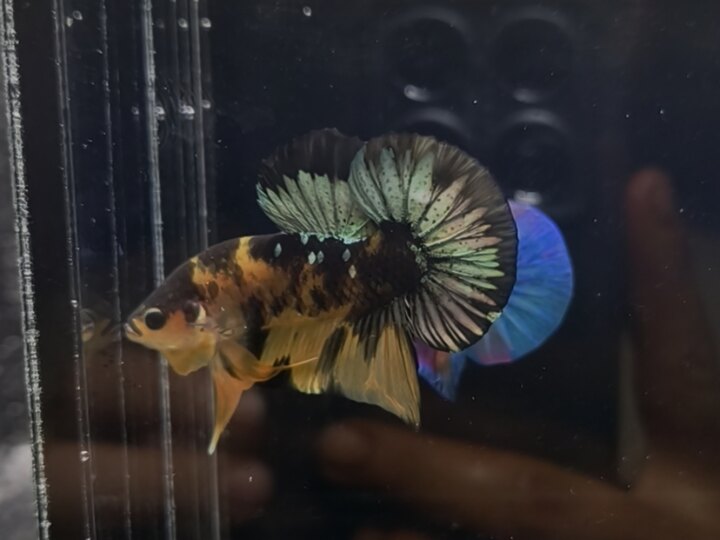 Yellow Tiger Copper (Nhập Thái)