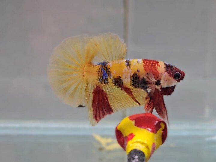 Nemo Yellow Glx