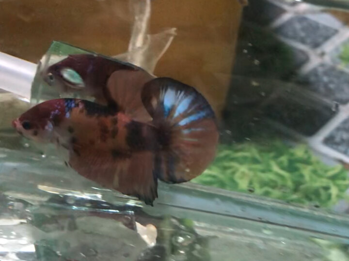 cá size khủng