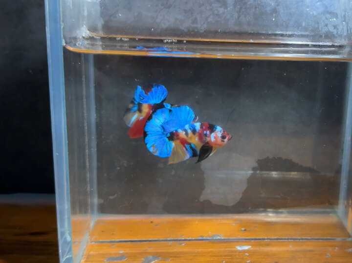 Nemo tơ vip
