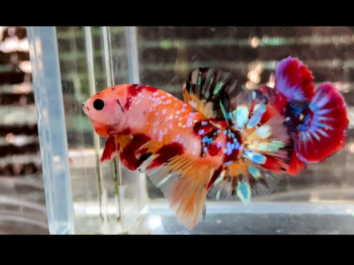 Nemo galaxy Open