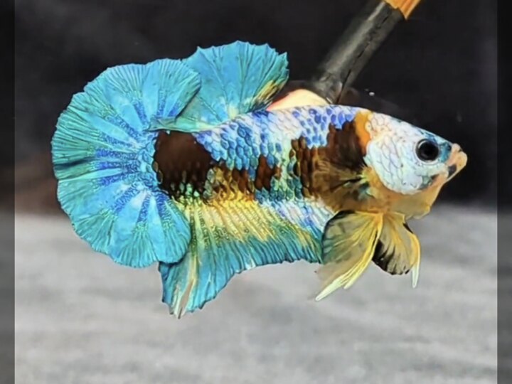 Yellow aoc