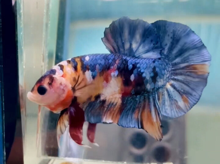 TRỐNG NEMO GALAXY VINTAGE