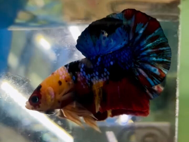 NEMO MULTICOLOR