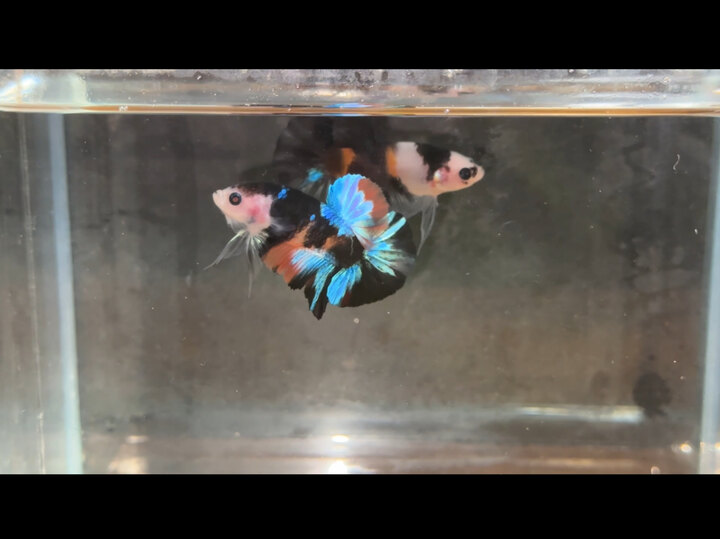 Black Nemo