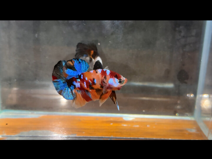 Nemo Muti glx
