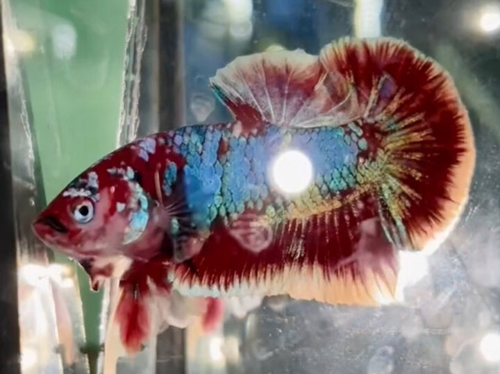 TRỐNG KOI RED GOLD