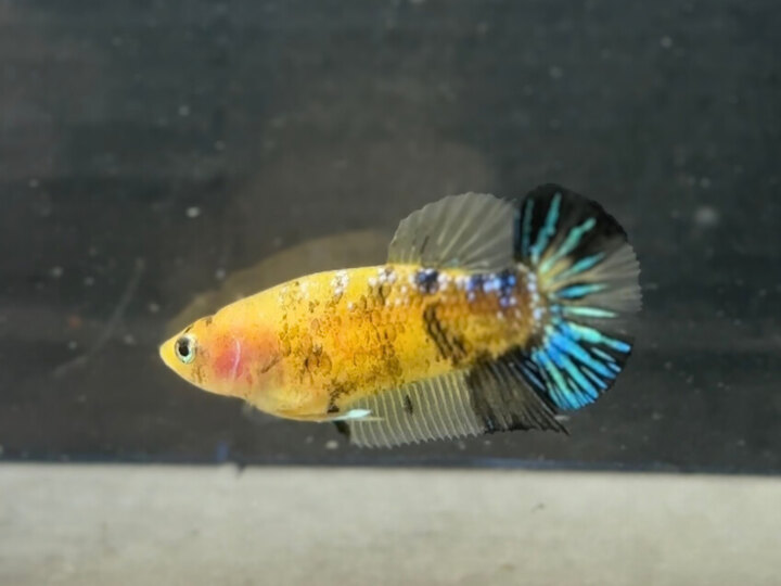 Koi yellow female