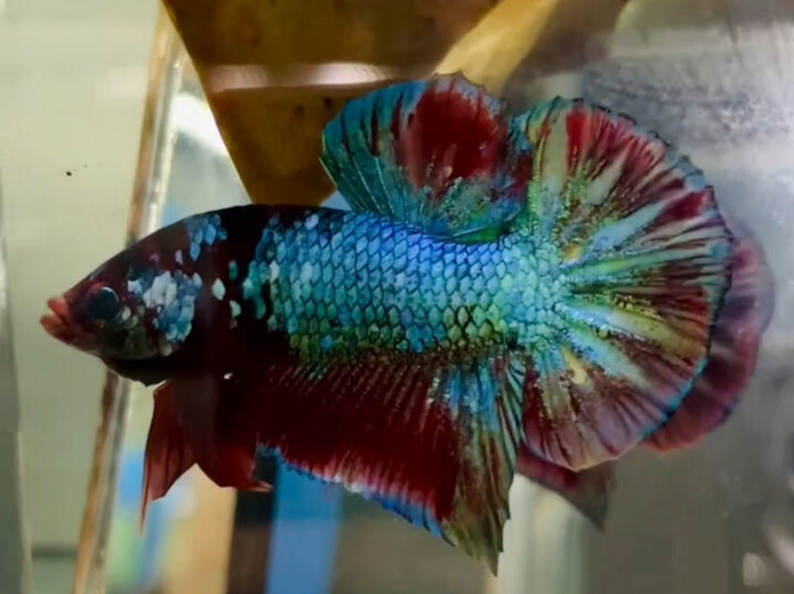 TRỐNG KOI RED GALAXY CỔ