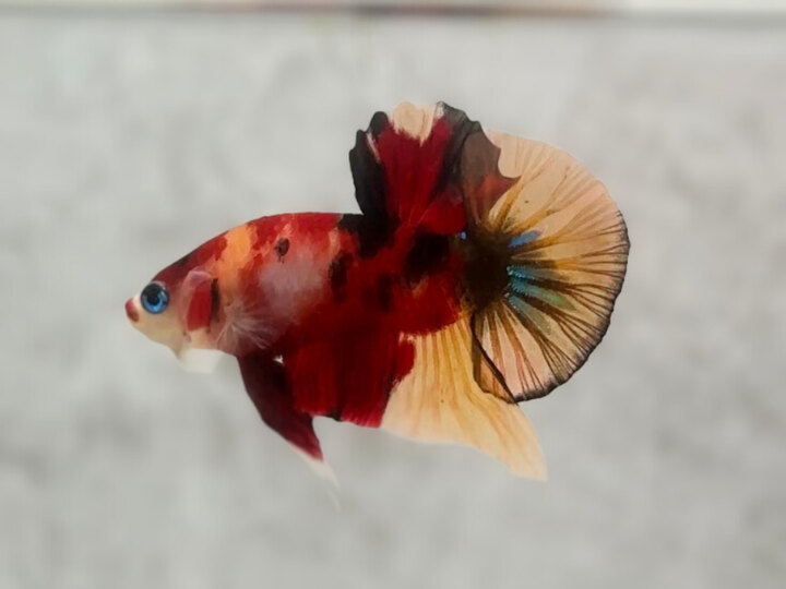 Nemo patch