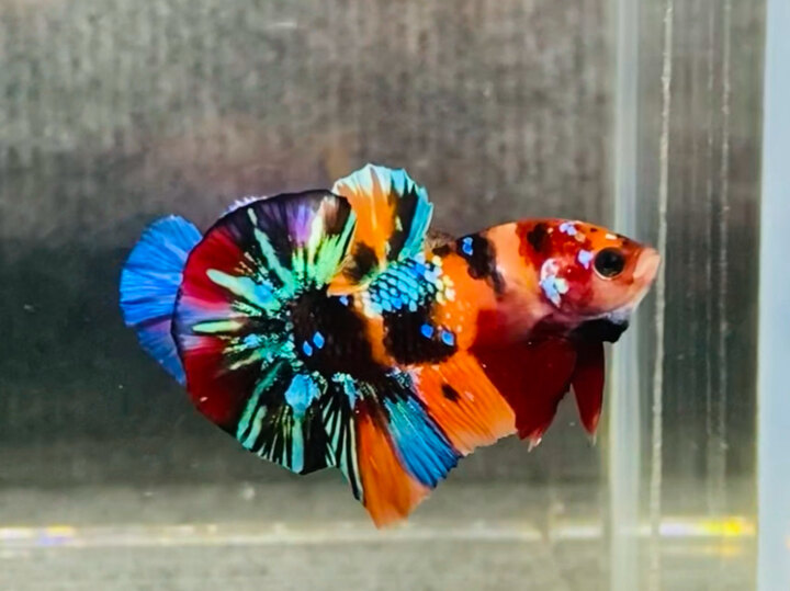 Koi nemo GLX