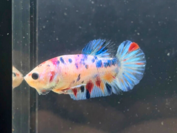 Metallic multicolor female