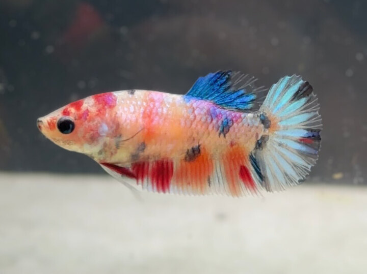 Multicolor metallic female