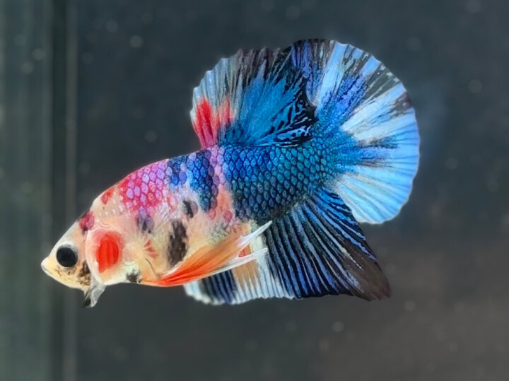 Multicolor metallic