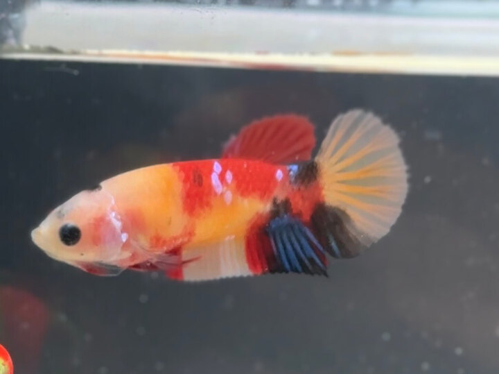 Nemo multicolor female