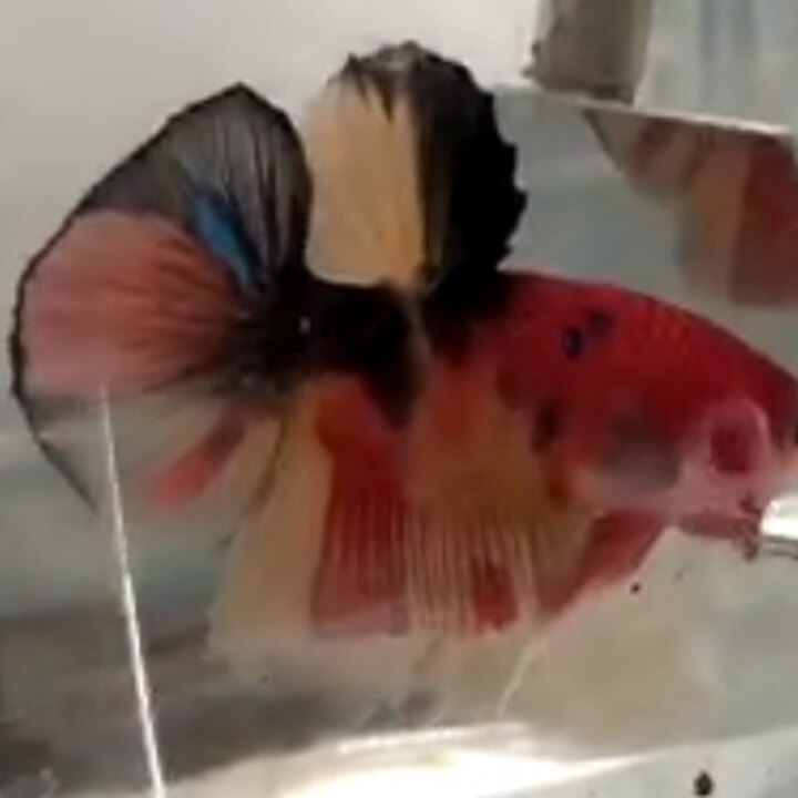 Khoamoitapchoi